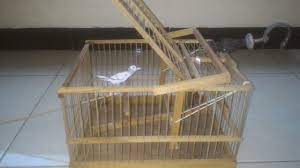 Misalnya 40 x 40 x 40 atau anda juga bisa membuatnya menjadi 50 x 50 x 50 atau lebih besar dari yang diperlukan. Kandang Burung Jebakan Tentang Kolam Kandang Ternak