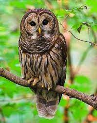 Maybe you would like to learn more about one of these? 16 Burung Hantu Ideas Owl Beautiful Owl Beautiful Birds