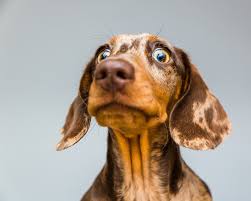 See more ideas about photoshopped animals, animal mashups, animals. The Most Hilarious Images Of Pets On The Internet Right Now