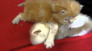 Gambar anak kucing lucu lagi lihat musuh. Anak Kucing Parsi Usia 3 Minggu Part 4 Youtube