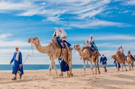 Ride a camel along the beach to discover the spectacular coastal scenery of the baja peninsula on an incredible tour from los cabos. Los Cabos Transfers Connect
