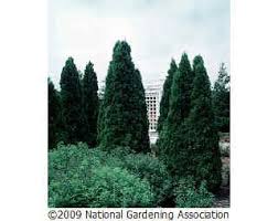 Full sun to part shade Plant Care Guides National Gardening Association Plant Care Guide Plant Care Arborvitae