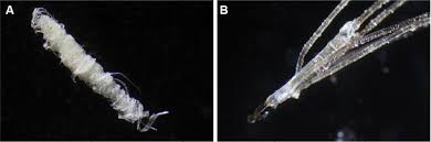 Morgellons disease / clinical updates. Full Text History Of Morgellons Disease From Delusion To Definition Ccid