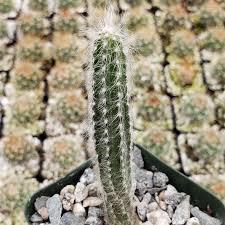 Image result for Tricalysia schliebenii