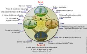 Les effets physiologiques du cortisol c'est qu'il agit sur tous les sucres, les protides, les lipides. Cortisol Archives Wts The Coaching Company