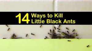How long did you wait to see that entire colony of ants is died? 14 Ways To Kill Little Black Ants
