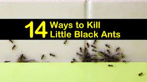 It doesn't matter if your house has passed the white glove inspectorial or not. 14 Ways To Kill Little Black Ants