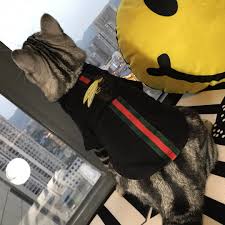 Maybe you would like to learn more about one of these? Gucci Cat Clothes Buy Clothes Shoes Online