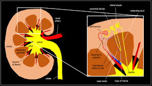 Ultrasound-Based Renal Parenchymal Area And Kidney Function Decline In  Infants With Congenital Anomalies Of The Kidney And Urinary Tract -  Sciencedirect