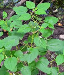 Image result for Boehmeria