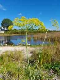 Image result for Anethum