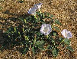 Yüksek kaliteli burundanga üreticilerini burundanga tedarikçilerini ve burundanga ürünleri en iyi fiyatta alibaba.com'da bulun. Datura Wikipedia La Enciclopedia Libre