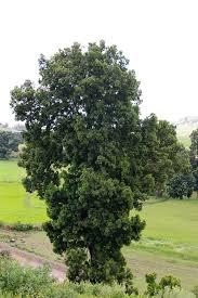 Image result for Podocarpus milanjianus