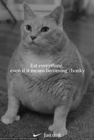 Such memes can be the best motivators for going to the gym and starting to follow a healthier diet. Fat Cat Meme