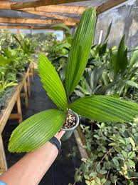 Image result for Licuala grandis