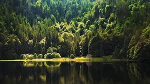 Syndicat des énergies renouvelables (SER) sur LinkedIn :  #puissantesparnature #equipedefrancedesenr #renouvelables #enr #bois…