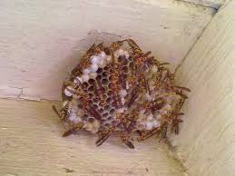 Jump to navigationjump to search. How To Get Rid Of Wasps Yellow Jackets Hornets Lawnstarter