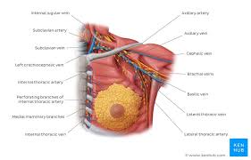 2.768 foto e immagini di anatomy of the chest organs. Thorax Anatomy Wall Cavity Organs Neurovasculature Kenhub