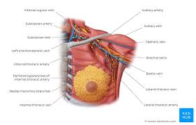 Thorax Anatomy Wall Cavity Organs Neurovasculature Kenhub