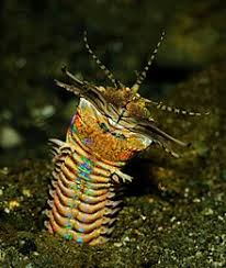Maybe you would like to learn more about one of these? Eunice Aphroditois Wikipedia