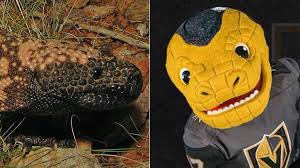 The new look for the golden knights is iconic, bold, and simplified. What Is The Golden Knights Mascot Five Facts About Gila Monsters