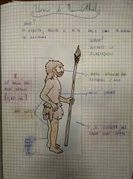 Per oltre 200 mila anni l'uomo di neanderthal ha vissuto in europa, un continente che, all'epoca (palaleolitico), era stretto nella morsa del gelo polare causato dalle glaciazioni, popolato da animali feroci e selvatici. L Uomo Di Neanderthals Storia Dell Uomo Insegnare Storia Attivita Di Storia