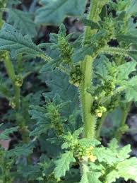 Image result for Dysphania