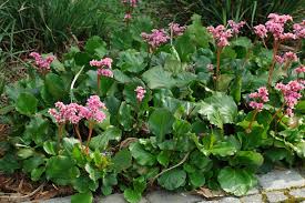 Names of bergenia in various languages of the world are also given. Bergenia Crassifolia Cv
