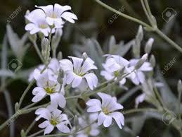 Check spelling or type a new query. Snow In Summer Plants Have Small White Flowers And Delicate Wooly Silvery Foliage They Bloom Profusely In The Early Summer Forming A Wonderful White Groundcover Hence The Name Stock Photo Picture And Royalty Free