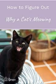 What Do Your Cat S Meows Mean Cats Cat Noises Why Do Cats Purr