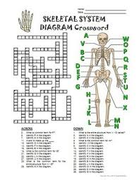 1) shallow basin like depression in a bone often serving an articular. Skeletal System Crossword With Diagram Printable Distance Learning Options