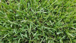Check spelling or type a new query. Amazon Com Gulf Kist Classic St Augustine Grass Plugs 36 Count Garden Outdoor