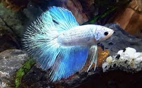 Why Is My Betta Fish Not Eating Aquariumnexus