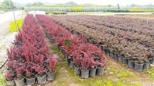 Image result for Berberis