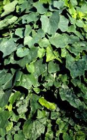 Image result for Menispermaceae