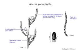 Image result for Acacia pentagona