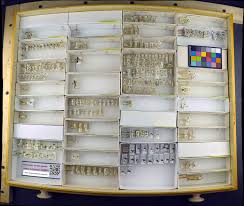 Image result for Limnophila bangweolensis