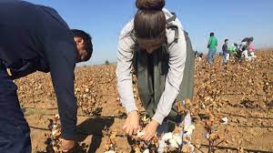 Forced Cotton-Picking Earns Uzbekistan Shameful Spot In 'Slavery Index'