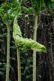 Image result for Anchomanes