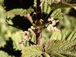 Image result for Urtica massaica