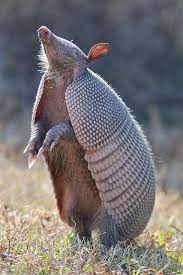 Armadillo By Applejack 327 On Flickr Nature Animals Animals Animals Beautiful