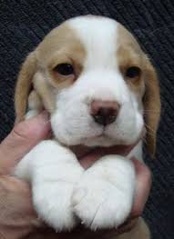 We did not find results for: Beagle Puppy 3 Also Click On The Image To Check Out Our Exclusive Beagle Puppy Lemon Beagle Puppy Cute Beagles