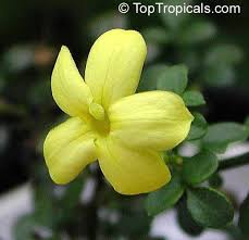 Image result for Jasminum bakeri