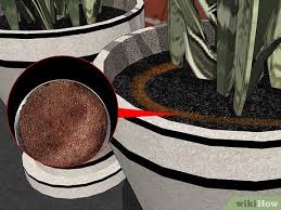 Comment Eliminer Les Fourmis De Vos Plantes En Pot Eliminer Les Fourmis Fourmis Comment Eliminer Les Fourmis