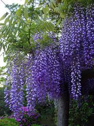 Wisteria Feed Your Plants With Growbest From Http Www Shop Embiotechsolutions Co Uk Growbest Em Seaweed Fer Flowering Trees Flower Garden Beautiful Gardens