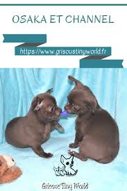 Osaka Et Channel Chihuahua Elevage Chihuahua Chiot