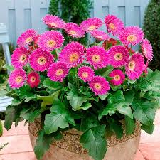 Balkon Gerbera Garvinea Sweet Surprise Rosapink Chrysanthemen Pflanzen Lilienpflanze Topfblumen