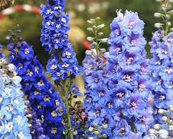 Delphinium Planting Care And Tips Mygarden Com