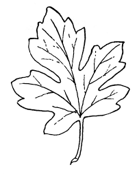 Fensterbilder Herbst Vorlage Ausdrucken Ausmalen Schablone Blatt Vintage Herbst Clip Art Fensterbilder Herbst Vorlagen Fensterbilder Herbst Vorlagen Kostenlos