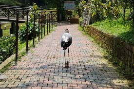 Taman burung kl merupakan bagian dari taman botani perdana, yang terletak sekitar 10 menit dari pusat kota kuala lumpur. Kl Bird Park Dibuka Kembali Dengan Pematuhan Sop